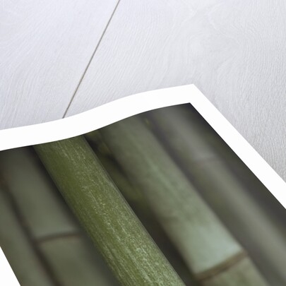 Bamboo by Anonymous