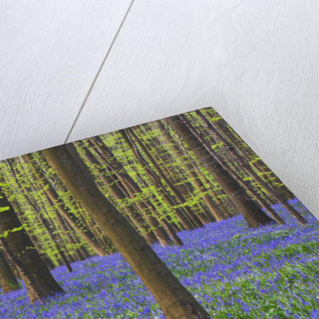 Bluebells Blooming in Beech Forest by Anonymous