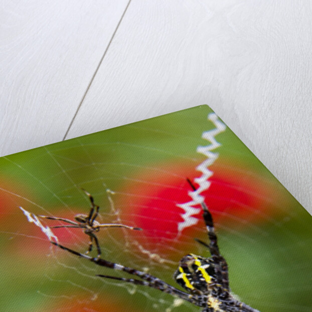 Male and Female Hawaiian Shadow Spider by Anonymous