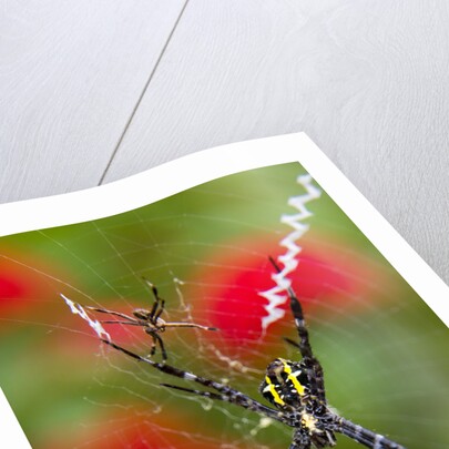 Male and Female Hawaiian Shadow Spider by Anonymous