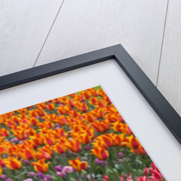 Grape Hyacinths and Tulips by Anonymous