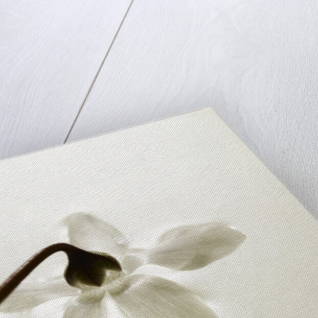 White Cyclamen by Anonymous