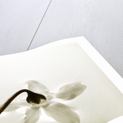 White Cyclamen by Anonymous