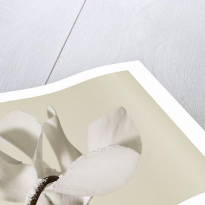 White Cyclamen by Anonymous