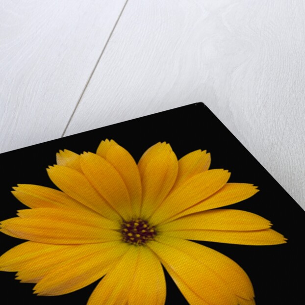 Yellow Crocus by Anonymous