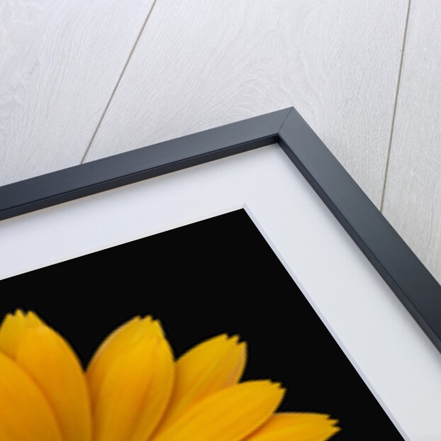 Yellow Crocus by Anonymous