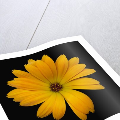 Yellow Crocus by Anonymous