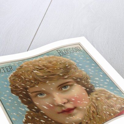 Winter Blossom Cigar Label by Anonymous