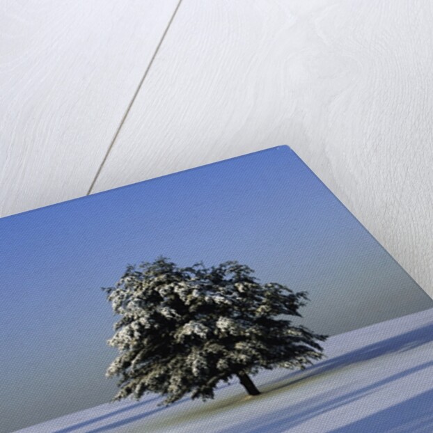 Tree in snow covered landscape by Anonymous
