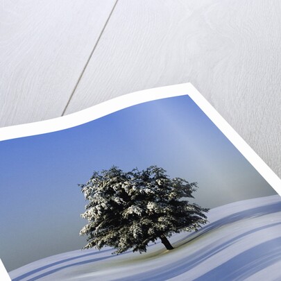 Tree in snow covered landscape by Anonymous