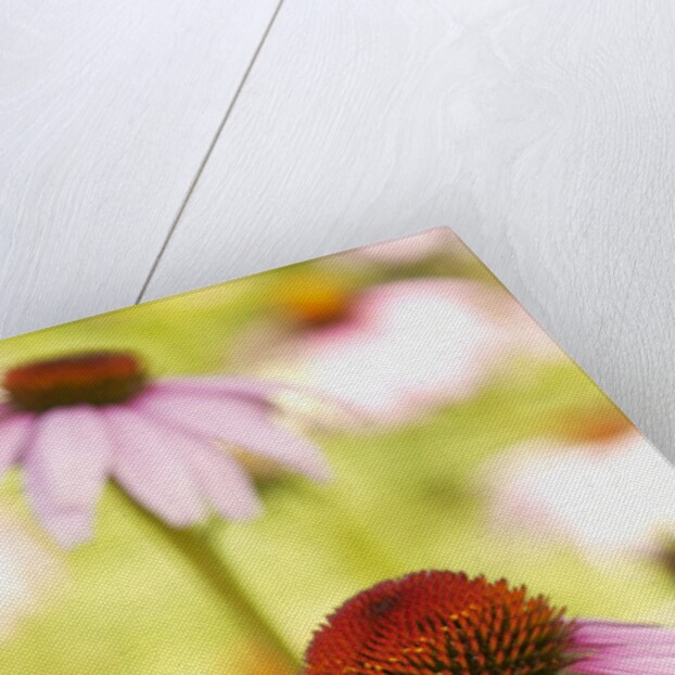 Purple coneflowers (Echinacea purpurea) by Anonymous