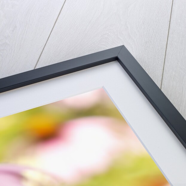 Purple coneflowers (Echinacea purpurea) by Anonymous