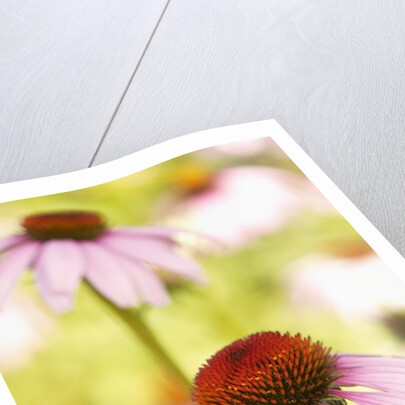 Purple coneflowers (Echinacea purpurea) by Anonymous