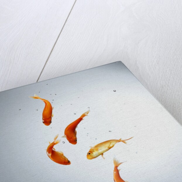 Five goldfish swimming with bubbles by Anonymous