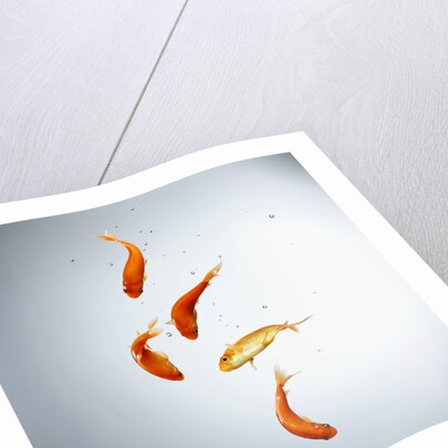 Five goldfish swimming with bubbles by Anonymous