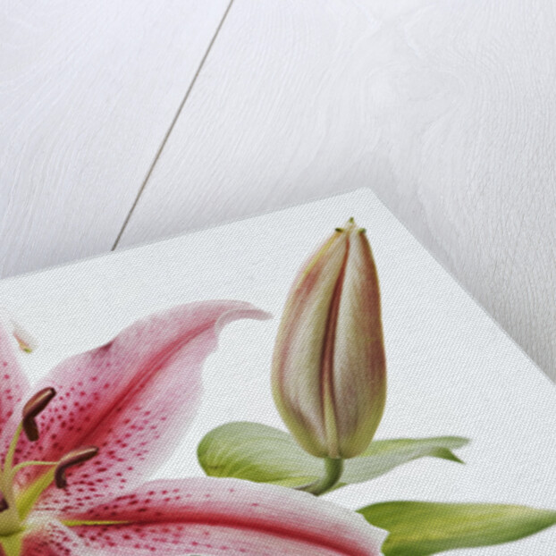 Stargazer Lily by Anonymous