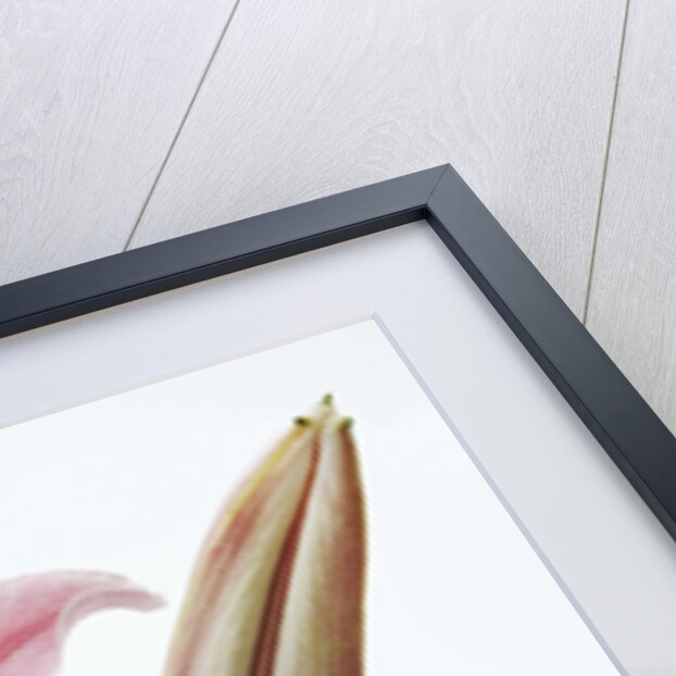 Stargazer Lily by Anonymous