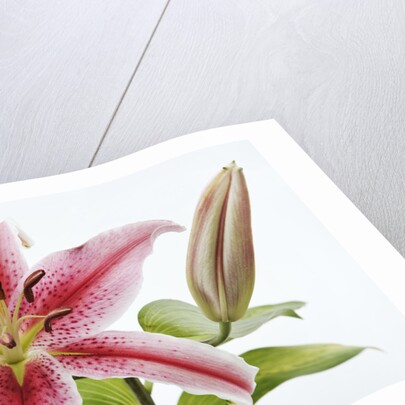 Stargazer Lily by Anonymous