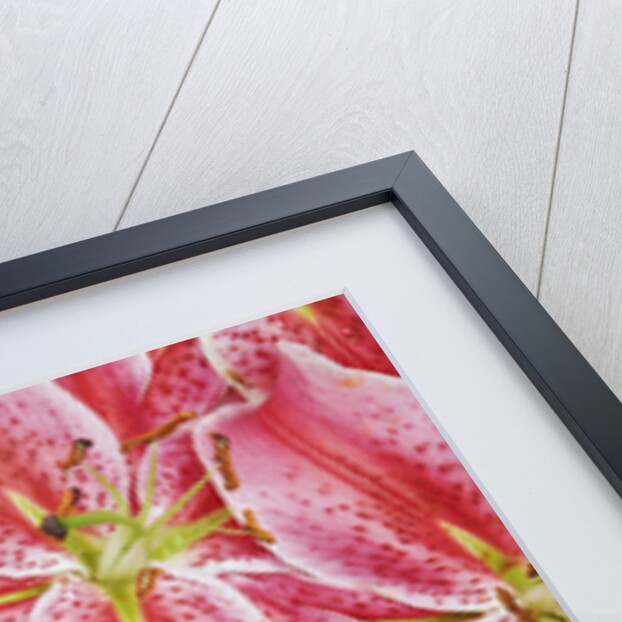 Stargazer Lilies by Anonymous