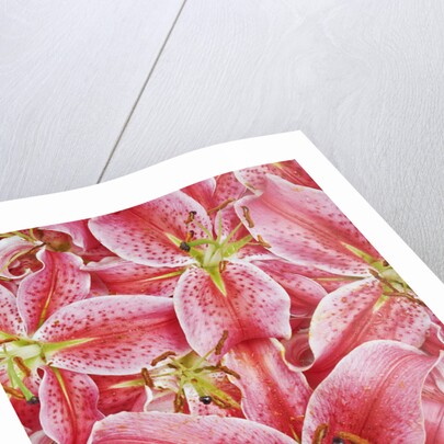 Stargazer Lilies by Anonymous