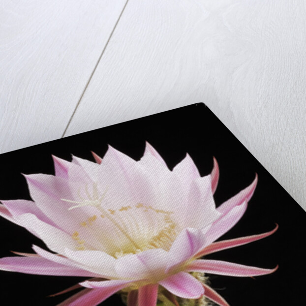 Cactus Flower by Anonymous