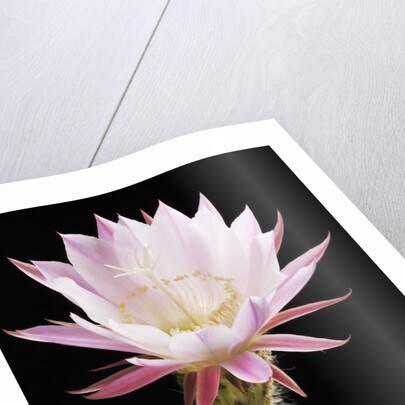 Cactus Flower by Anonymous