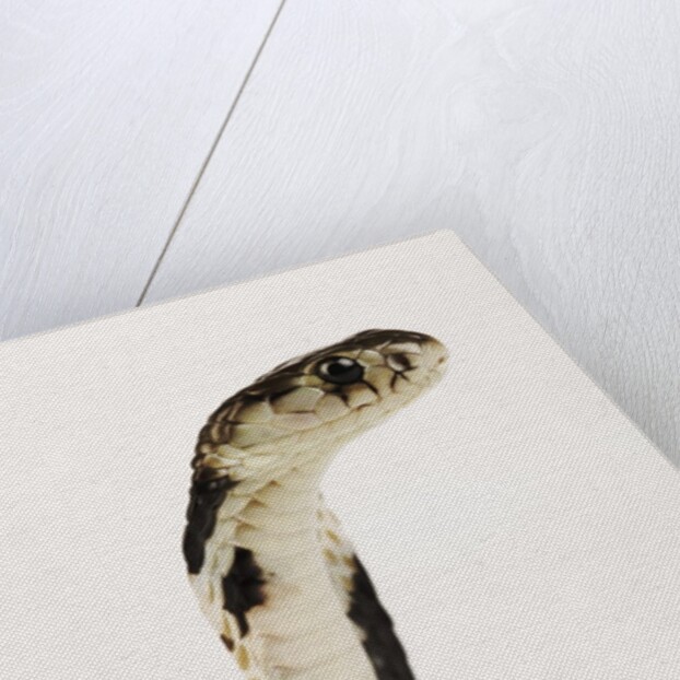 Chinese Cobra by Anonymous