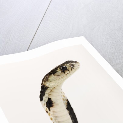 Chinese Cobra by Anonymous