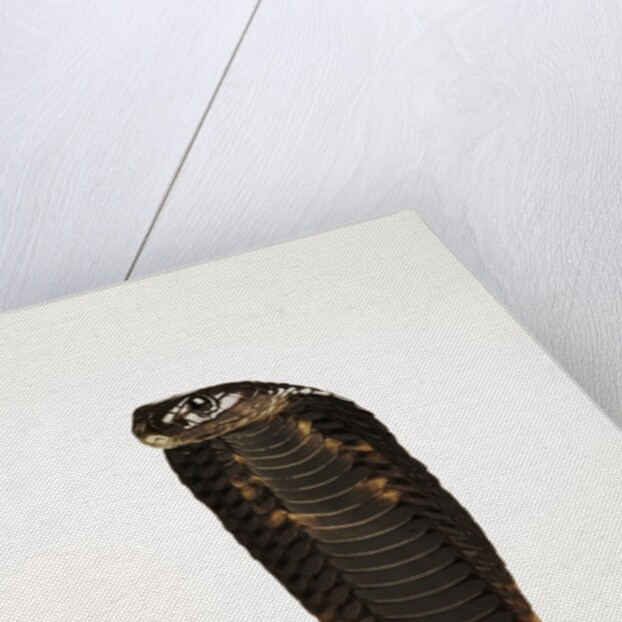 Moroccan Cobra by Anonymous