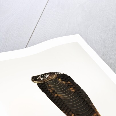 Moroccan Cobra by Anonymous