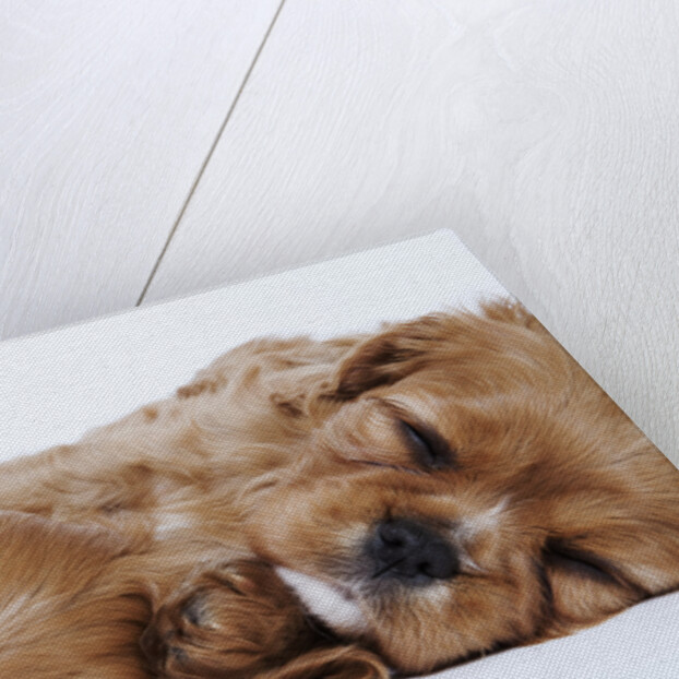 Cavalier King Charles Spaniel Puppies Lying Down by Anonymous