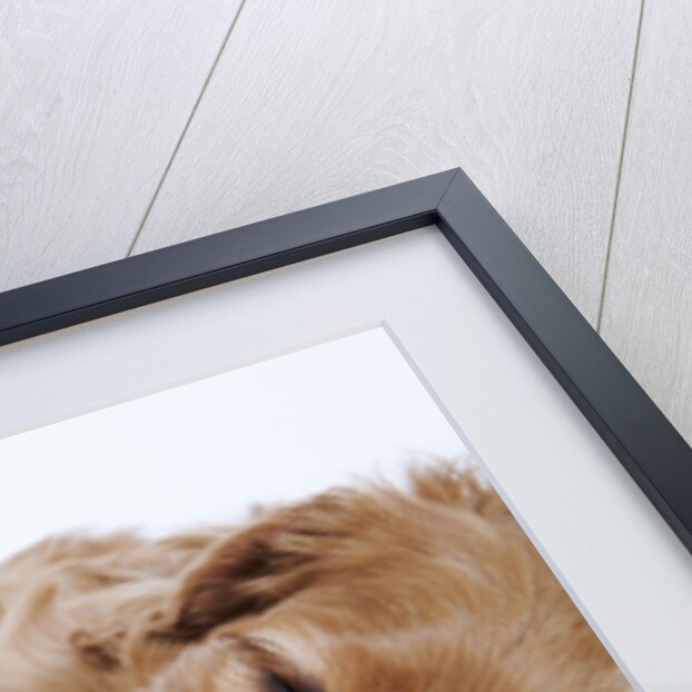 Cavalier King Charles Spaniel Puppies Lying Down by Anonymous