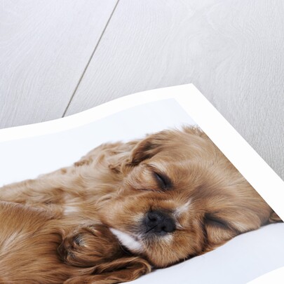 Cavalier King Charles Spaniel Puppies Lying Down by Anonymous