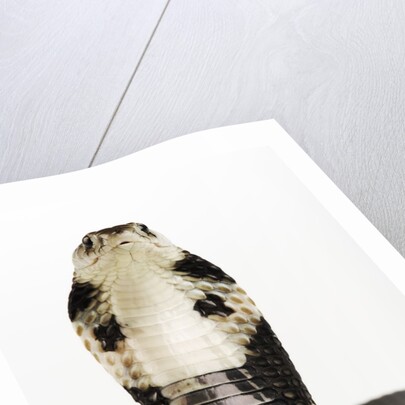 Chinese Cobra by Anonymous