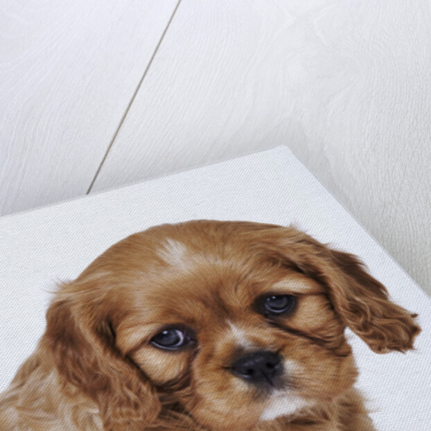 Cavalier King Charles Spaniel Puppy by Anonymous