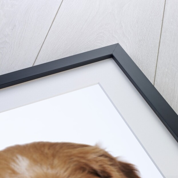 Cavalier King Charles Spaniel Puppy by Anonymous