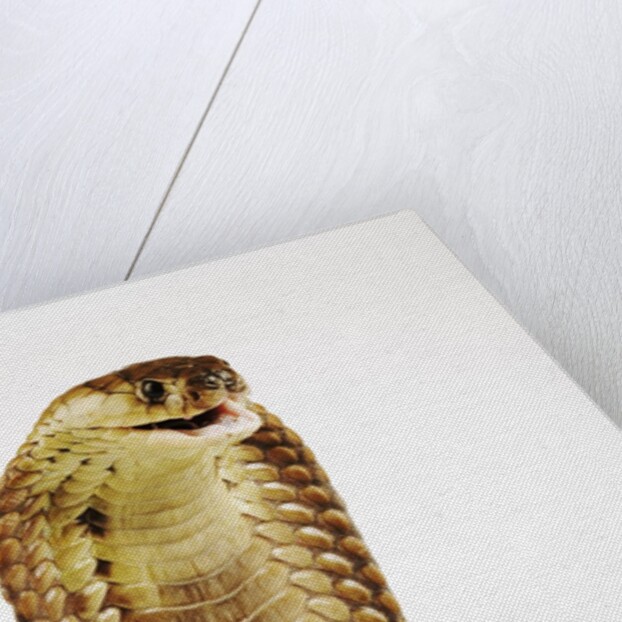 Snouted Cobra by Anonymous