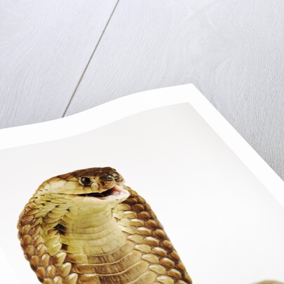 Snouted Cobra by Anonymous