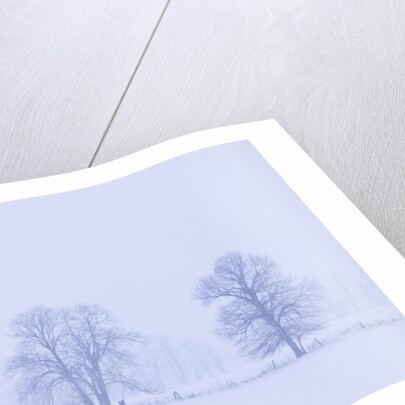Trees and Fence in Field by Anonymous