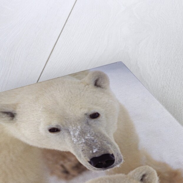 Polar Bear Sow and Cub by Anonymous