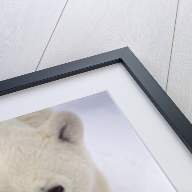 Polar Bear Sow and Cub by Anonymous