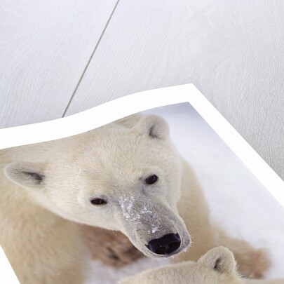 Polar Bear Sow and Cub by Anonymous