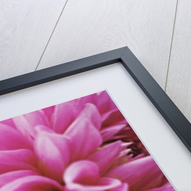 Dahlias by Anonymous