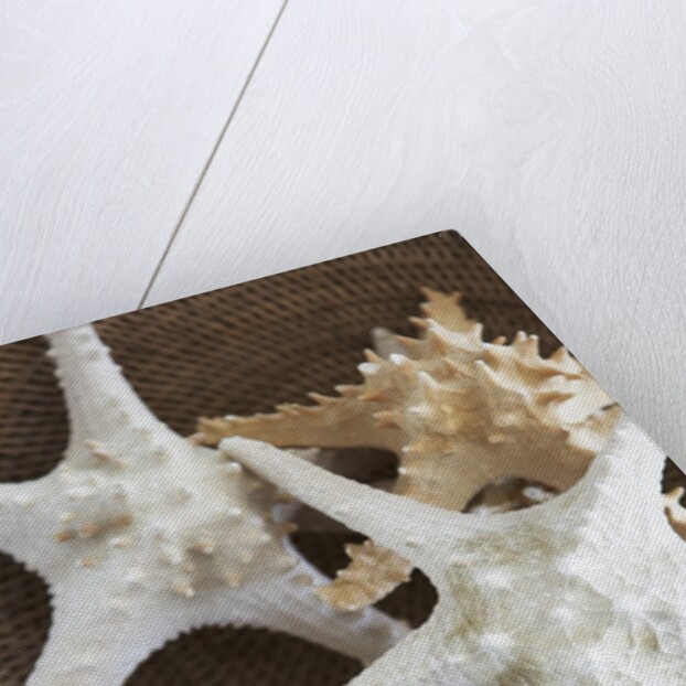 Starfish in a basket by Anonymous