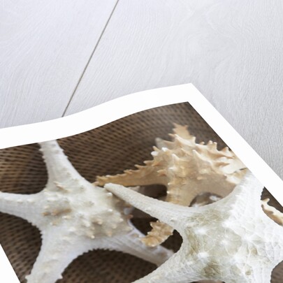 Starfish in a basket by Anonymous