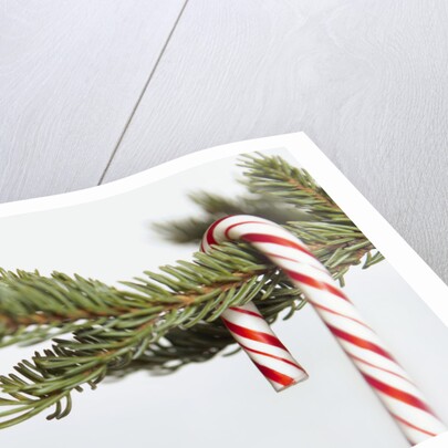Candy cane hanging on Christmas tree branch by Anonymous