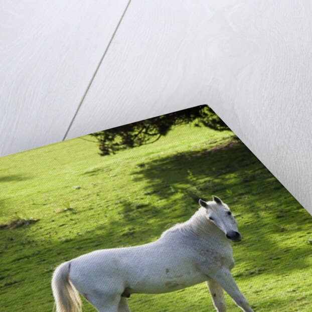 White Stallion in Grass Covered Field by Anonymous