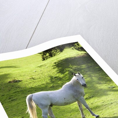 White Stallion in Grass Covered Field by Anonymous
