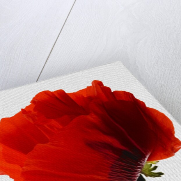 Corn poppy by Anonymous