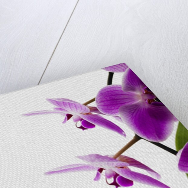 Phalaenopsis orchids by Anonymous